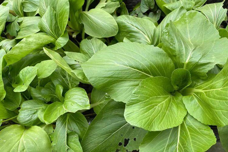 我想炖青菜，桂皮可以炖青菜吗？
