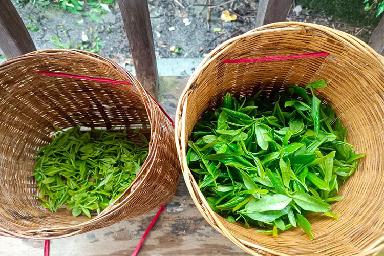 酒店里面有茶叶，酒店的茶叶是免费的吗？