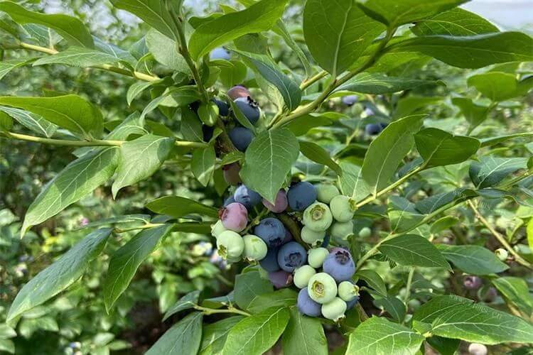 蓝莓可以做成蓝莓汁，问一下蓝莓买回来需要洗吗？