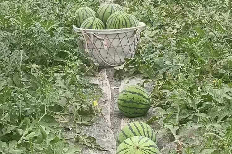 去买了西瓜回来，西瓜切皮有多少损耗？