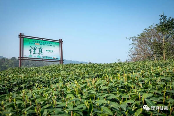 左光理真茶叶相似图