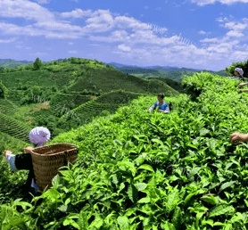 想买一些茶叶，上海哪里能买到茶叶？