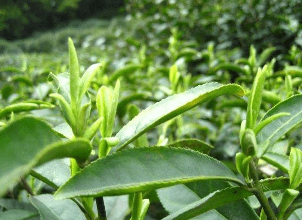想买一些茶叶，上海哪里能买到茶叶？