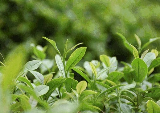 上海哪里能买到铁观音茶？