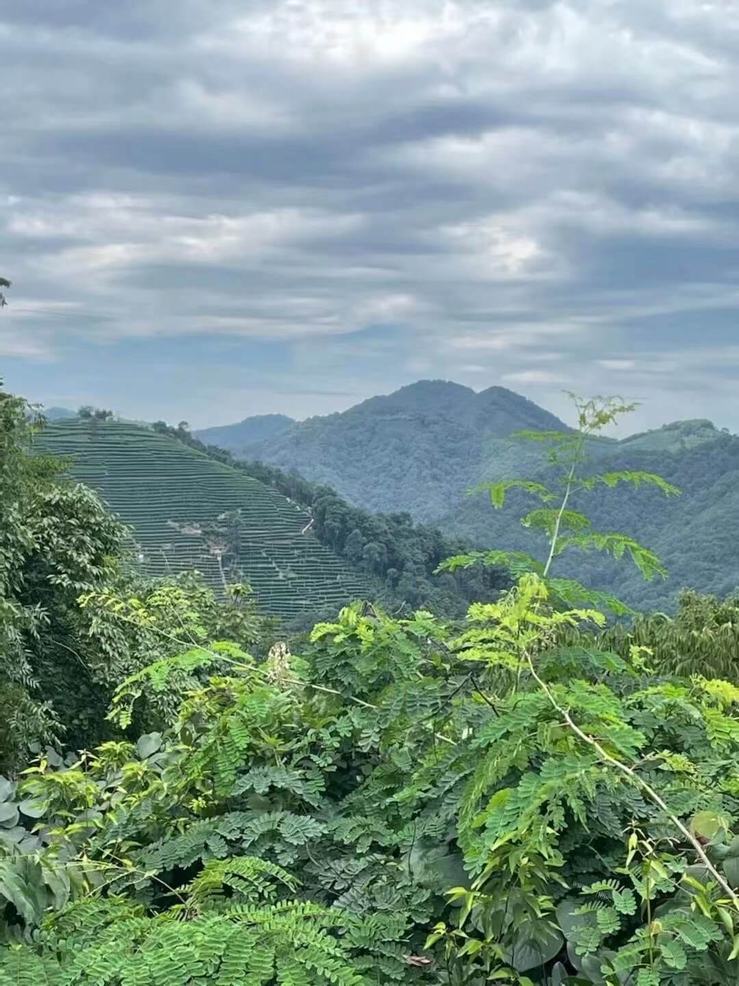 上海哪里能买到好的普洱茶？