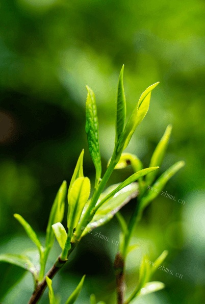 上海哪里能买到铁观音茶？
