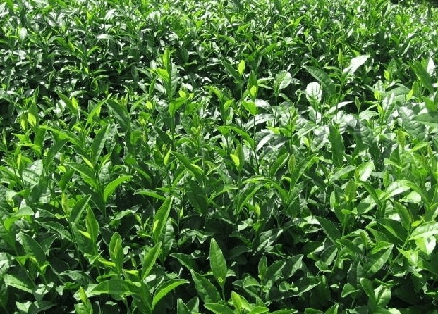 上海哪里能买到好的普洱茶？
