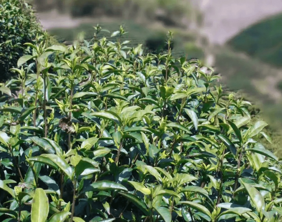 上海市哪里可以买到铁观音茶叶？