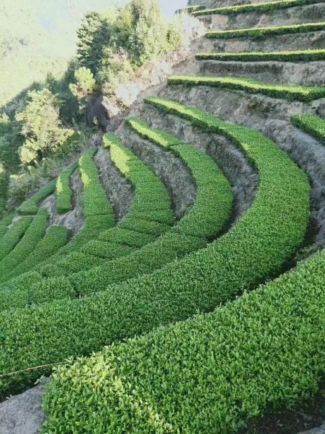 上海哪里能买到新茶？