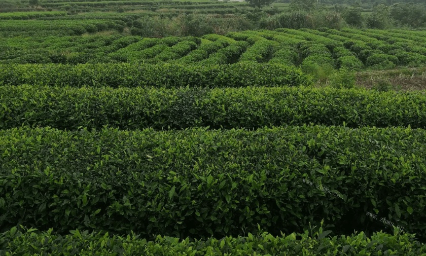 上海哪里能买到品质好的铁观音茶？