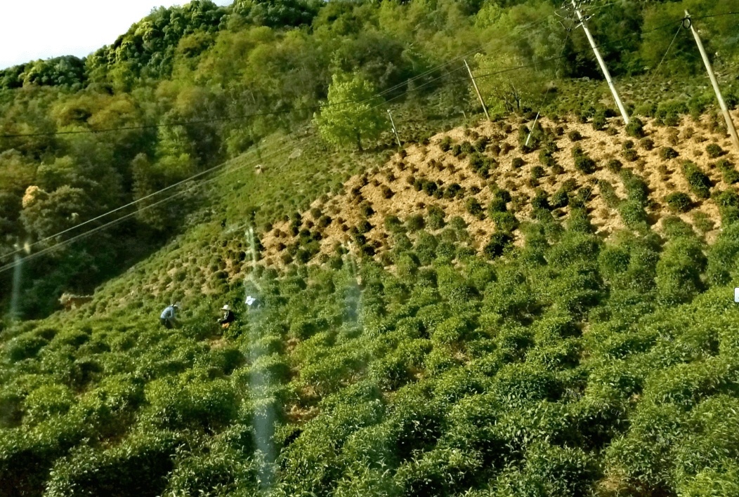 上海哪里能买到好茶叶？