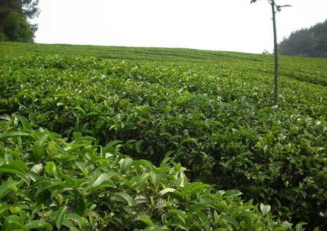 上海哪里能买到好的正品的普洱茶