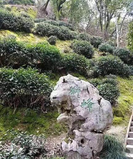 上海市哪里能买到狮峰龙井茶叶？