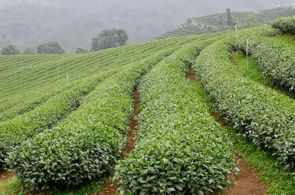 上海哪里可以买到正品茶叶