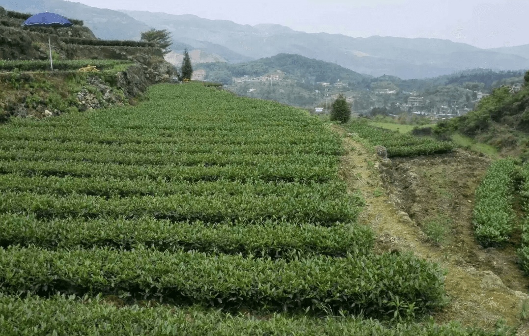 上海哪里能买到品质好的绿茶